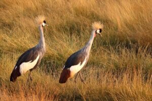 Crowned Crane Pair