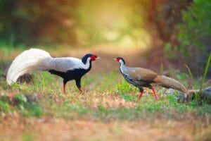 Silver Pheasants Pair